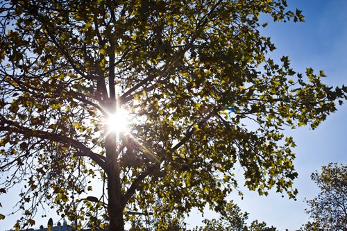 Arbre soleil contre jour – Le Blog de Betty