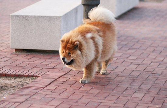 Barcelone chien chow chow – Le Blog de Betty
