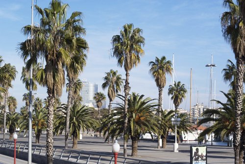 Barcelone palmiers – Le Blog de Betty