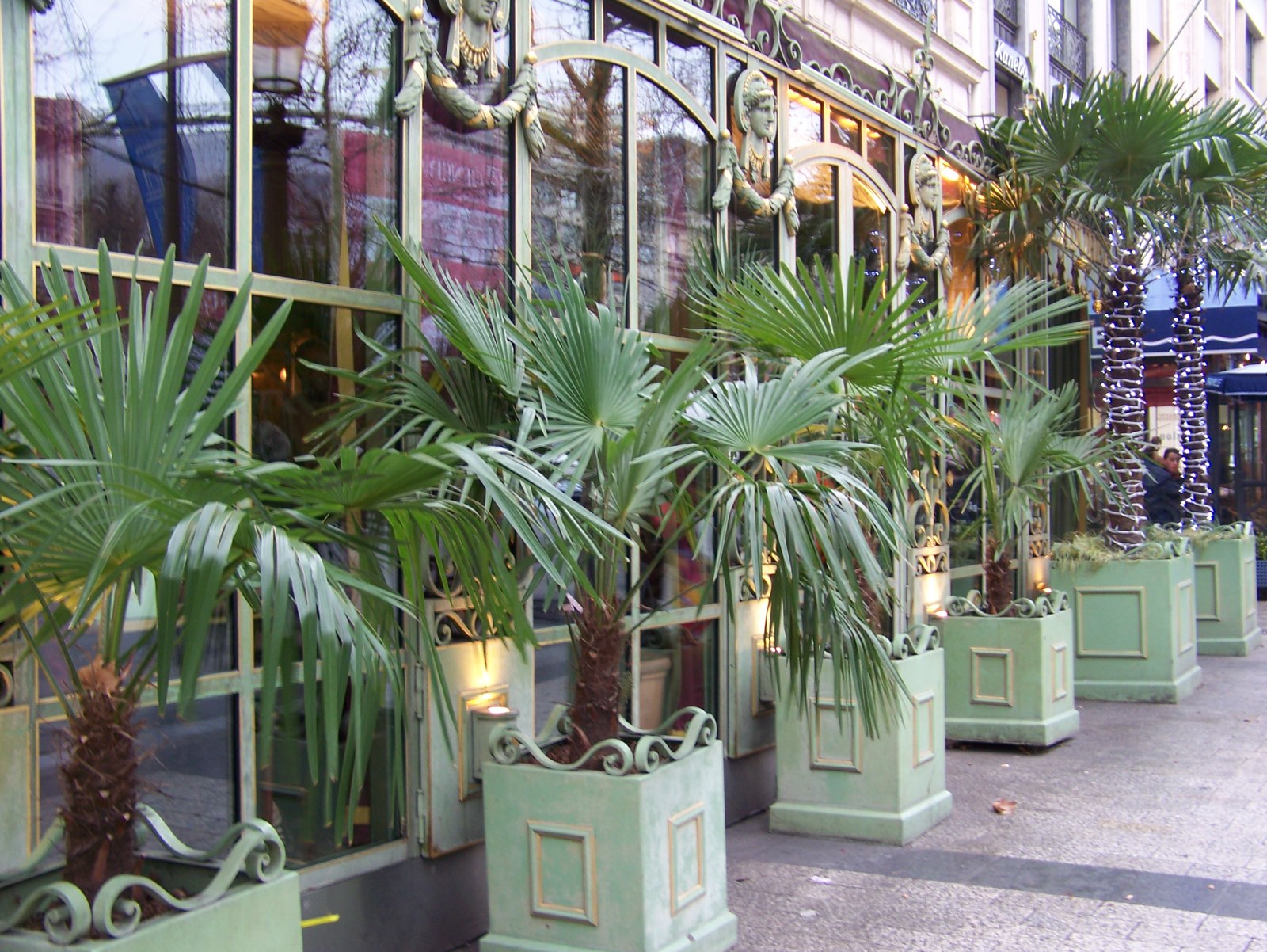 Boutique palmiers vitrine – Le Blog de Betty