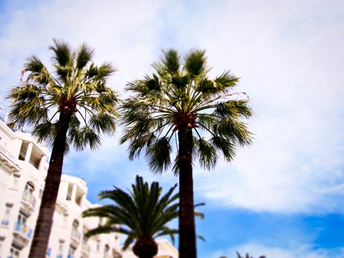 Cannes palmiers ciel bleu – Le Blog de Betty