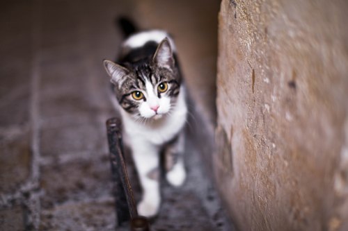 Chat tigre blanc – Le Blog de Betty