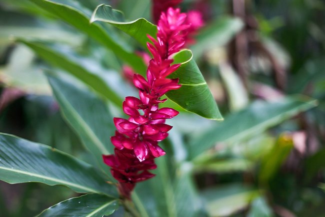Jardim Botânico – Betty Autier – Le Blog de Betty