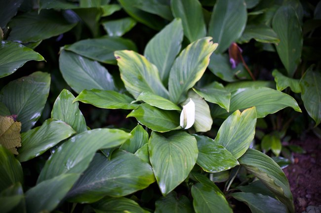 Jardim Botânico – Betty Autier – Le Blog de Betty