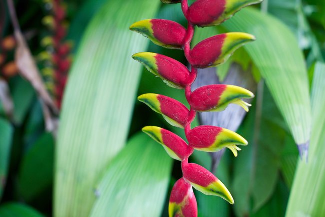 Jardim Botânico – Betty Autier – Le Blog de Betty