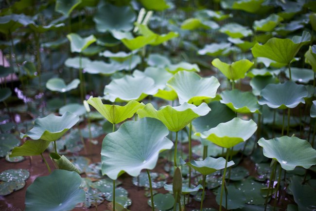 Jardim Botânico – Betty Autier – Le Blog de Betty