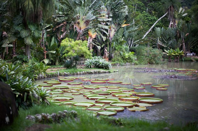 Jardim Botânico – Betty Autier – Le Blog de Betty