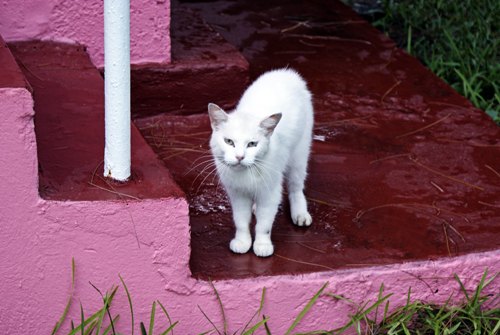 Little havana chat blanc – Le Blog de Betty
