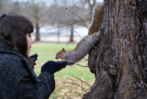 Londres ecureuil hyde park – Le Blog de Betty