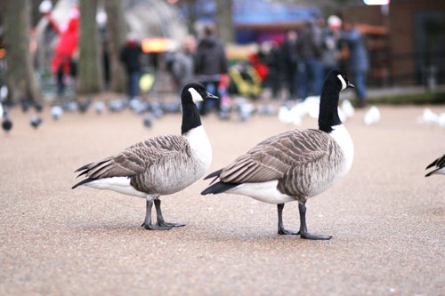 Londres oies hyde park – Le Blog de Betty