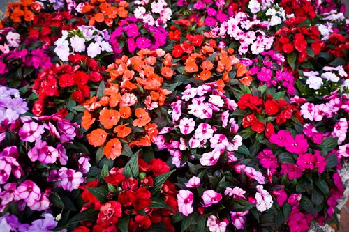 Monaco fleurs impatiens – Le Blog de Betty