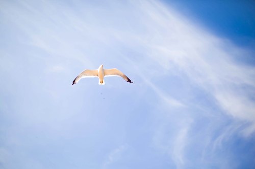 Mouette ciel bleu – Le Blog de Betty