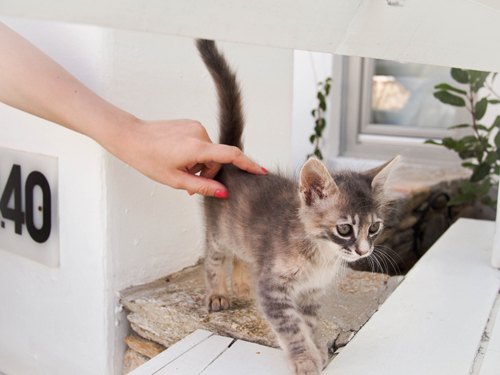 Mykonos chaton – Le Blog de Betty