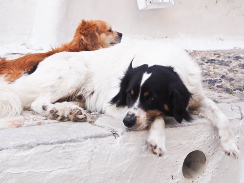 Mykonos chiens endormis – Le Blog de Betty