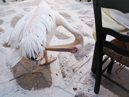 Mykonos pelican – Le Blog de Betty