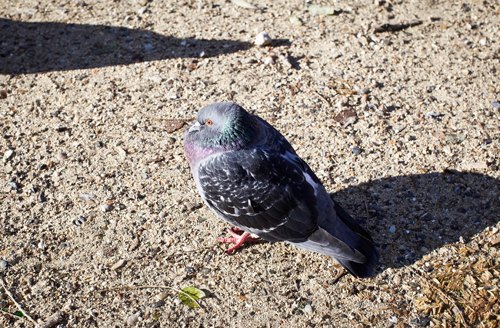 Pigeon gravier – Le Blog de Betty