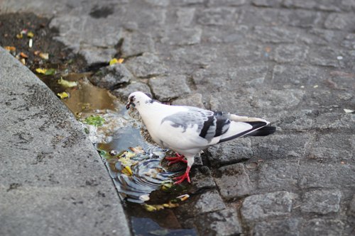 Pigeon pave – Le Blog de Betty