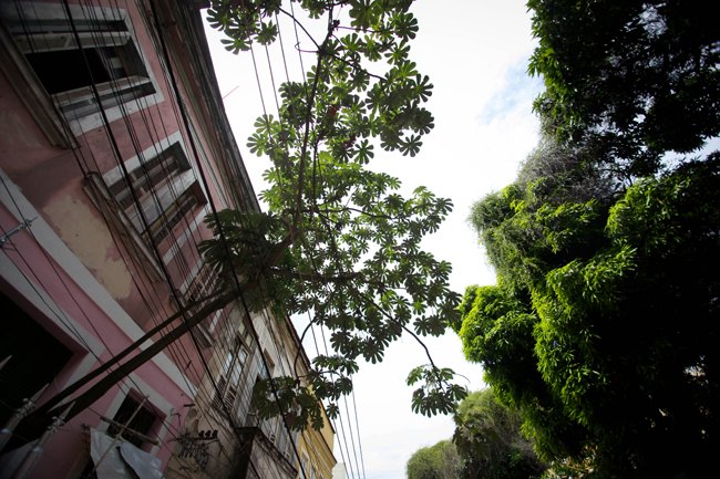 Rio santa teresa arbres – Le Blog de Betty
