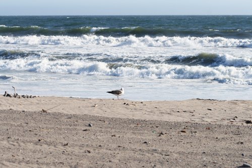 Santa monica vagues mouette – Le Blog de Betty