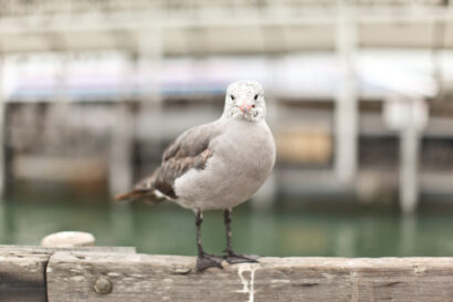 San Francisco Day 2 – Betty Autier – Le Blog de Betty