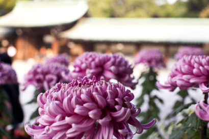 Bye Bye Tokyo – Betty Autier – Le Blog de Betty