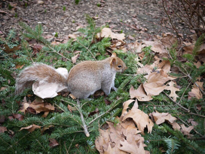 Pendleton x Squirrels – Betty Autier – Le Blog de Betty
