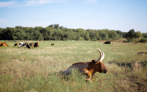 Dallas Ranch