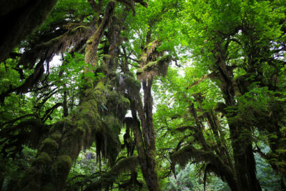 Hoh Rainforest – Betty Autier – Le Blog de Betty
