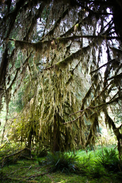 Hoh Rainforest – Betty Autier – Le Blog de Betty