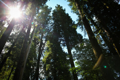 Hoh Rainforest – Betty Autier – Le Blog de Betty