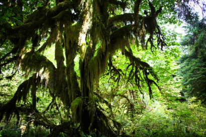 Hoh Rainforest – Betty Autier – Le Blog de Betty
