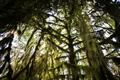 Hoh Rainforest – Betty Autier – Le Blog de Betty