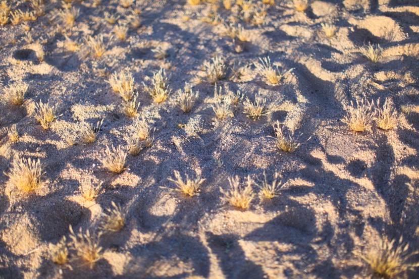 Joshua tree national park 6