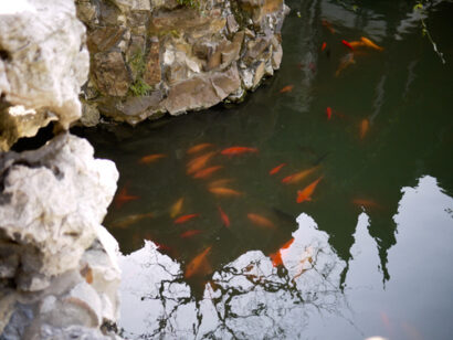 Yuyuan Garden – Betty Autier – Le Blog de Betty