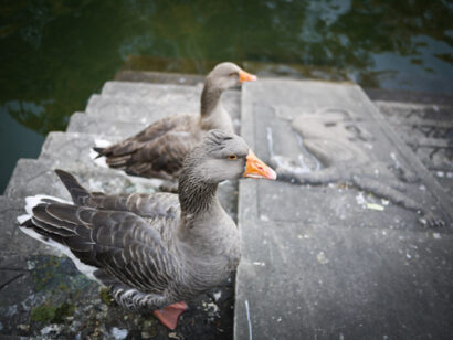 Yuyuan Garden – Betty Autier – Le Blog de Betty