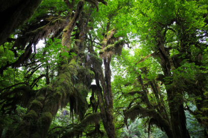 Hoh Rainforest – Betty Autier – Le Blog de Betty