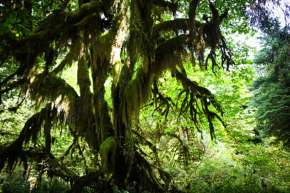 Hoh Rainforest – Betty Autier – Le Blog de Betty