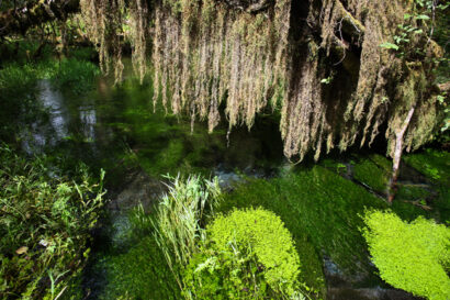Hoh Rainforest – Betty Autier – Le Blog de Betty