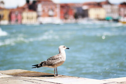 Murano – Betty Autier – Le Blog de Betty