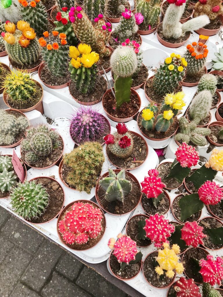 Cactus en fleurs au marché aux fleurs d’Amsterdam