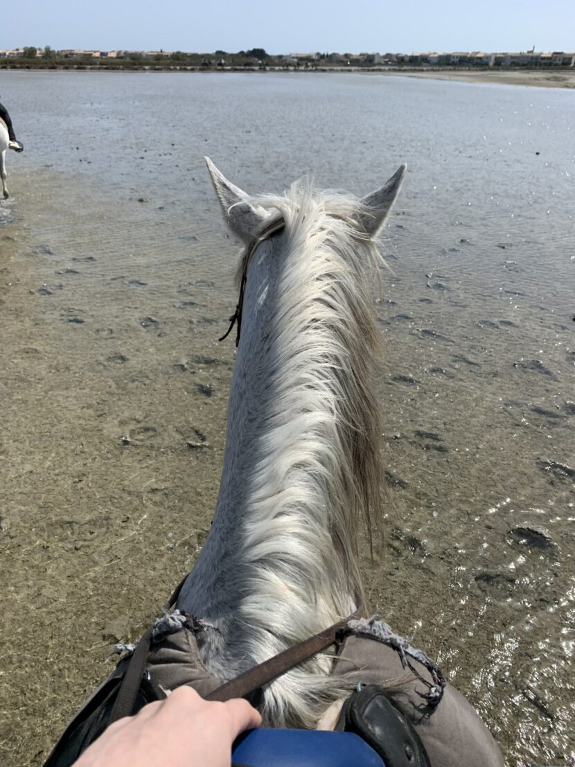 Balade à cheval dans les étangs de Camargue, vue entre les oreilles du cheval