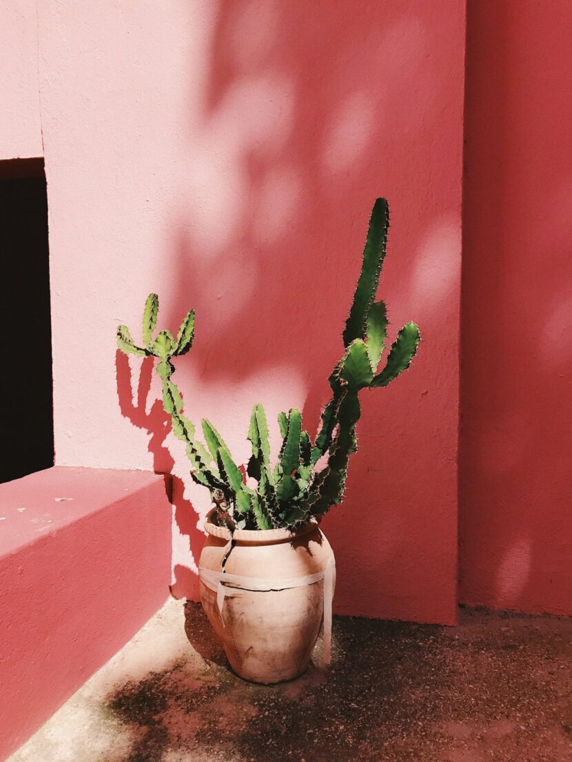 Cactus contre un mur rose de la Muralla Roja