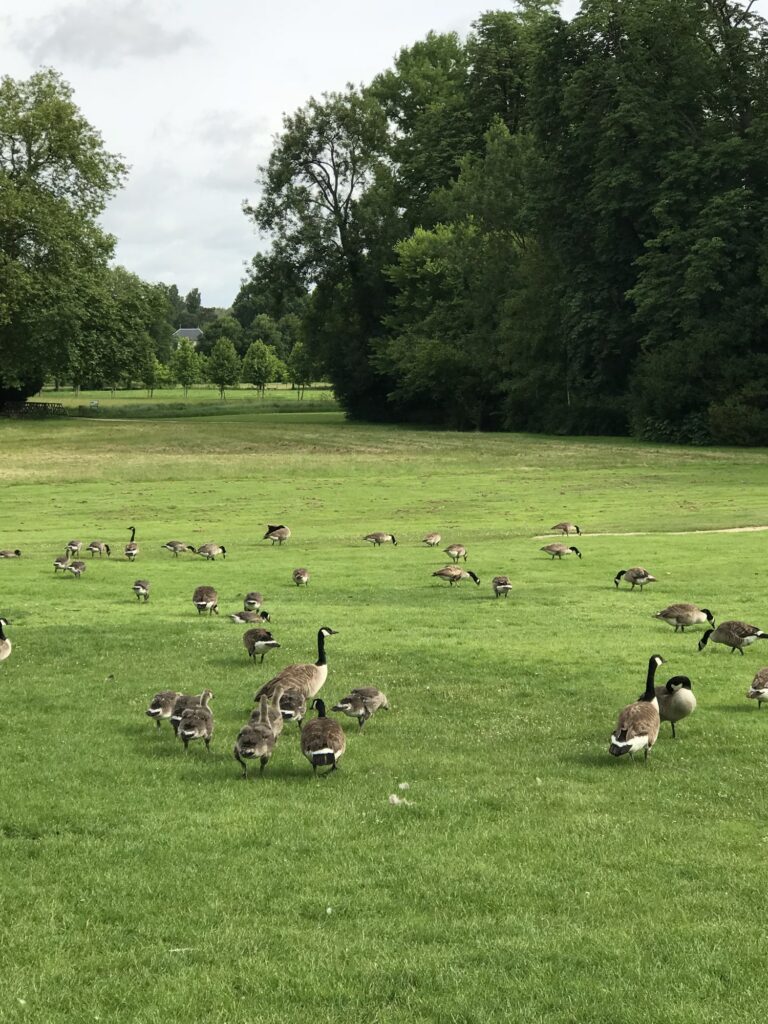 Les oies du parc de Chantilly