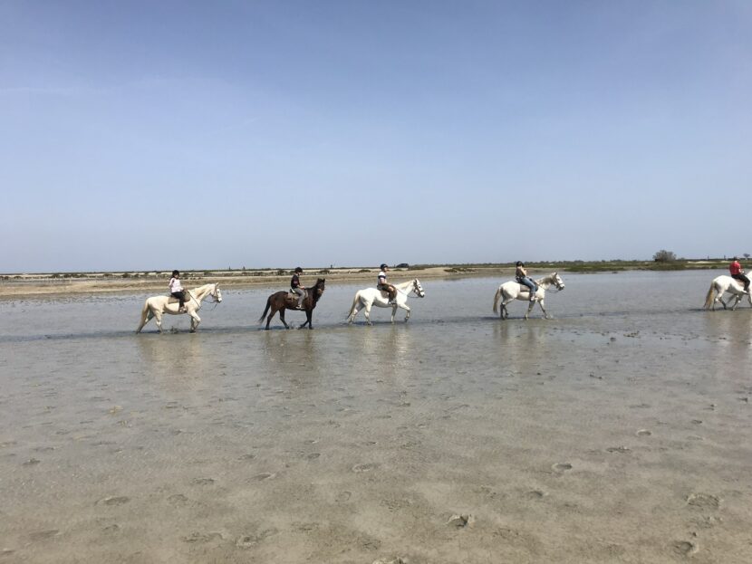 Chevaux de Camargue traversant les étangs