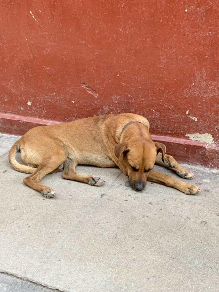 Chien des rues endormi à Cuba