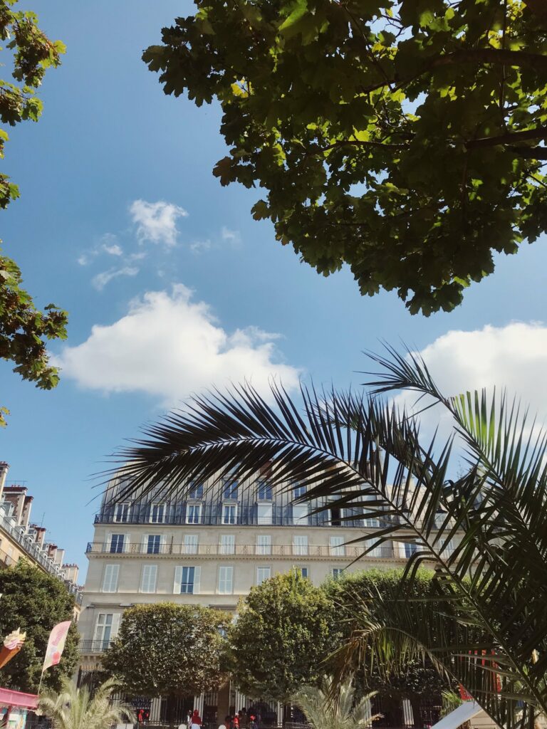 Palmier devant les immeubles de la rue de Rivoli