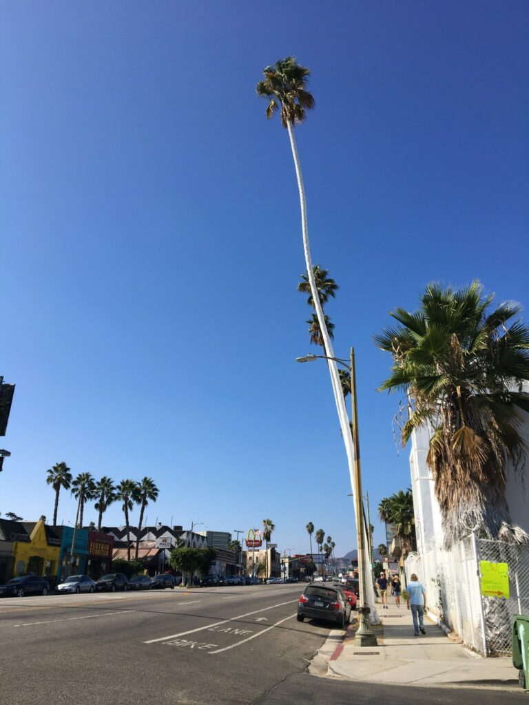 Grand palmier sur Sunset Boulevard à Los Angeles
