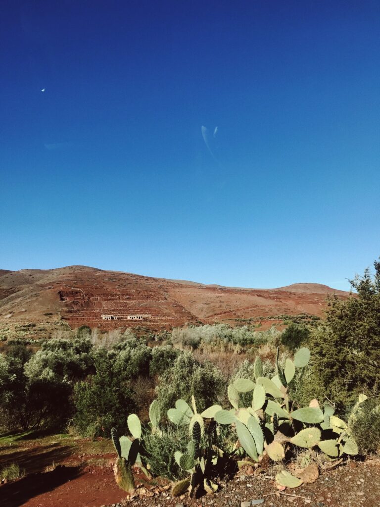 Paysage aux cactus sous un ciel bleu près de Marrakech