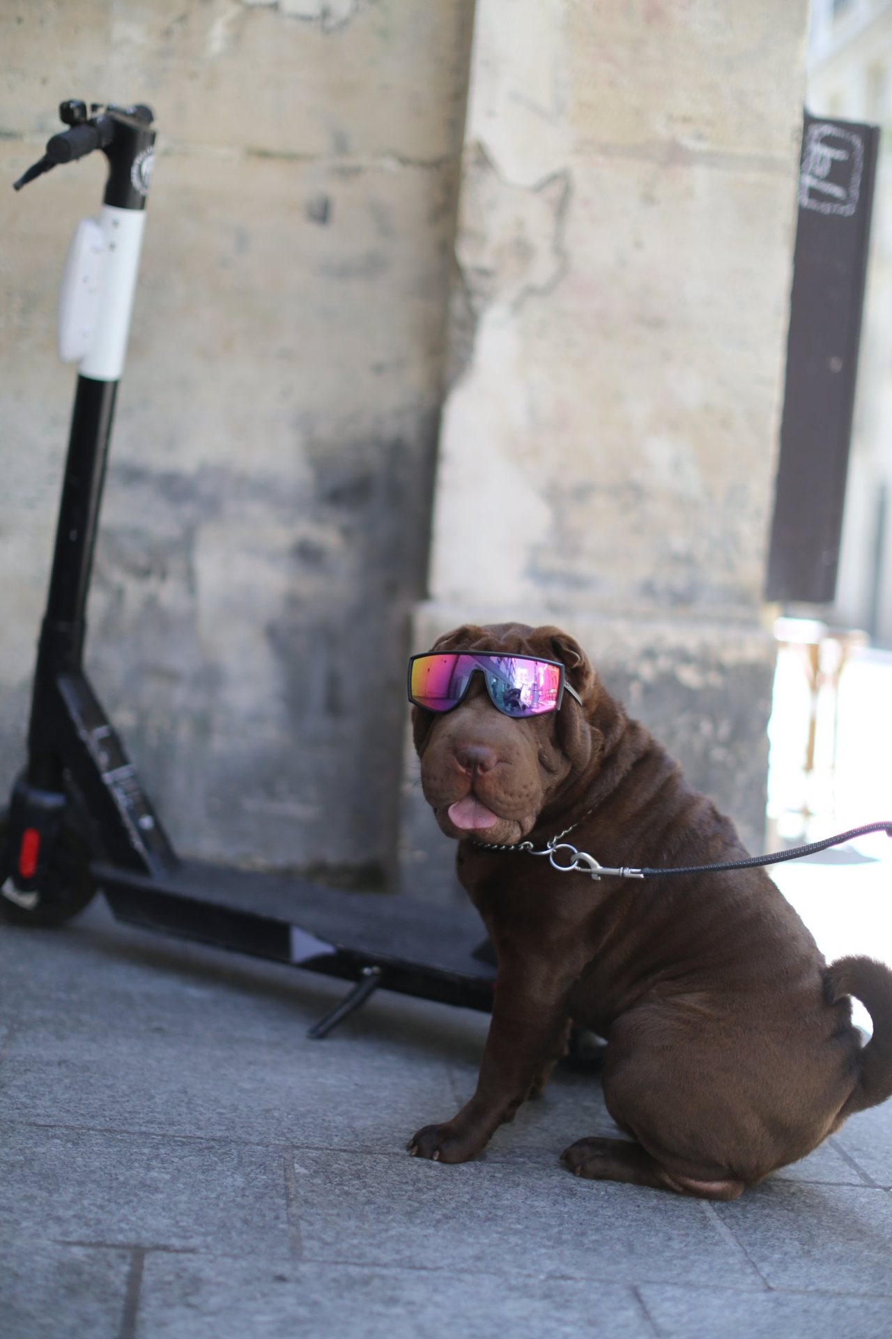 Ptitours, le Shar-Pei de Betty Autier, avec des lunettes de soleil miroir