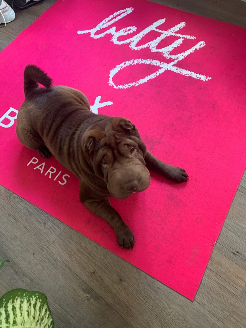 Shar-Pei allongé sur le tapis Betty x Bourjois